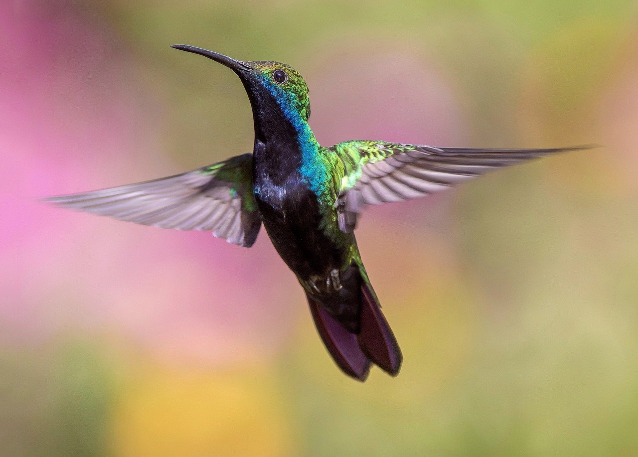 African legend of a hummingbird